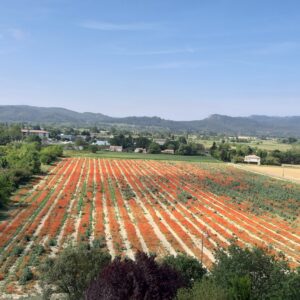 2021 VueDeLMFD Coquelicots 300x300