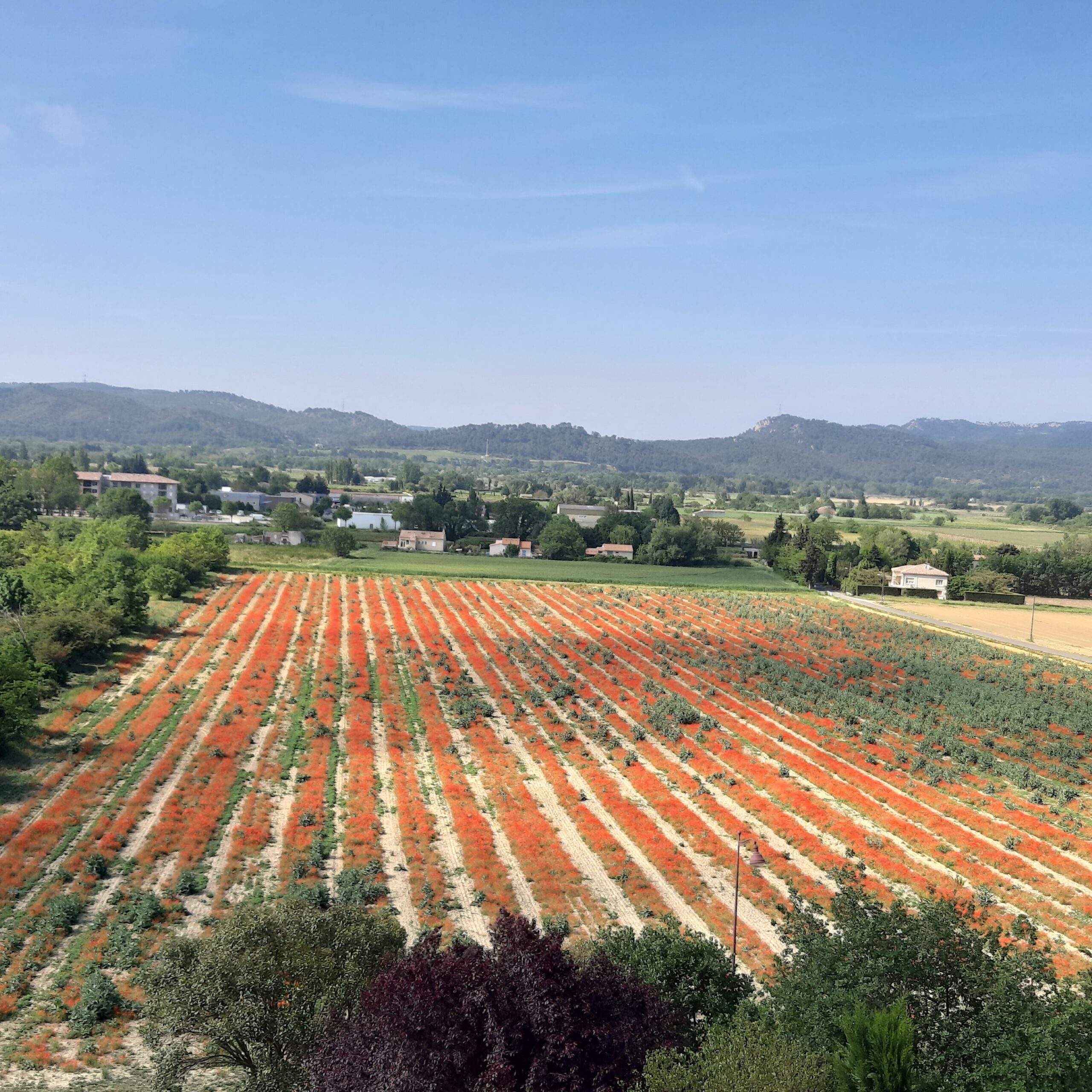 2021 VueDeLMFD Coquelicots Scaled